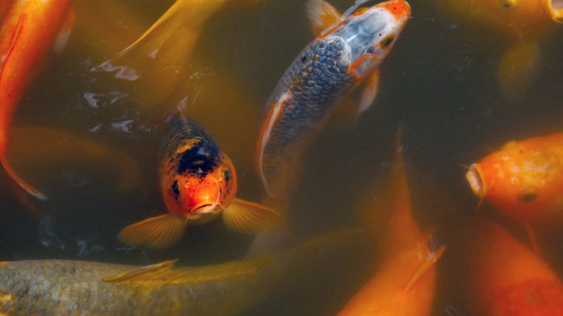 Orange and white koi swimming close to the surface